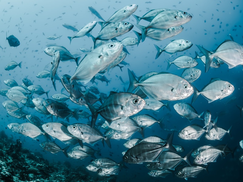Various Types of Fish