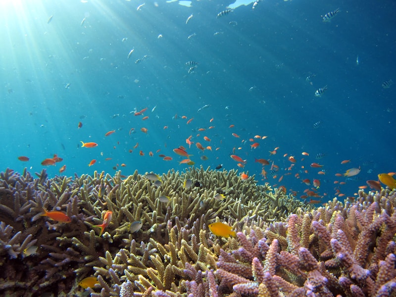 Coral Reefs